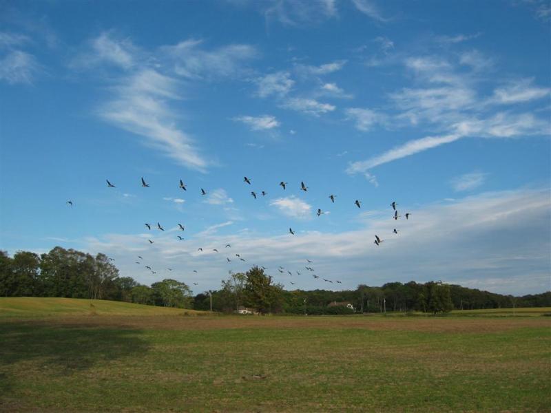 geese