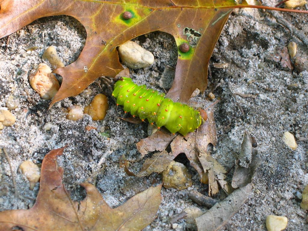 glowworm