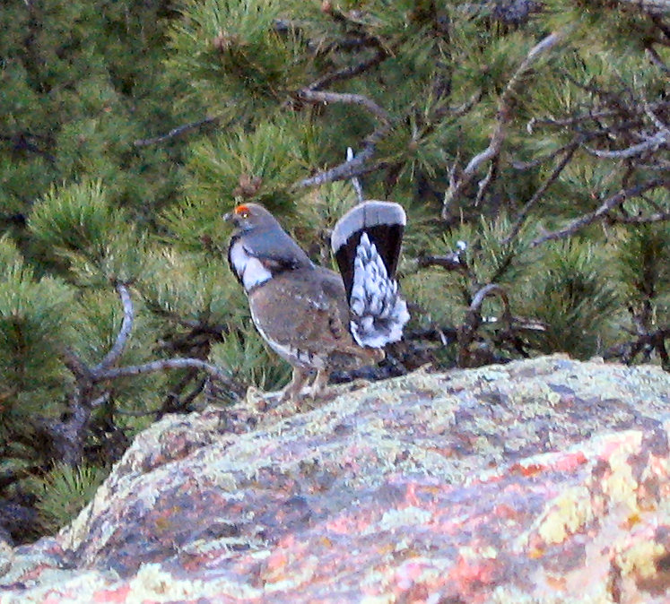 Ruffled Grouse