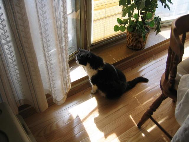 Peeping Tom Cat