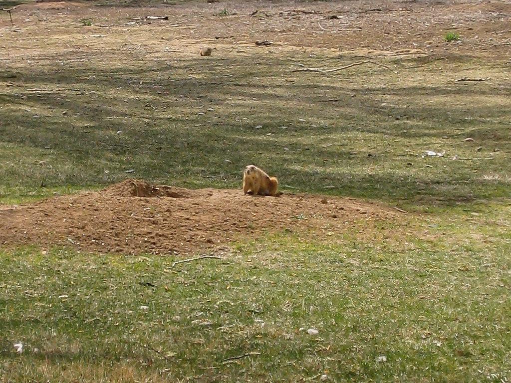 Prairie Dog Sunning