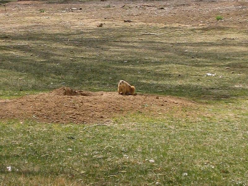 Prairie Dog Sunning