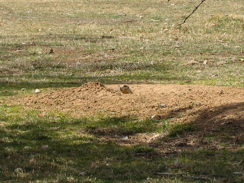 Prarie Dog Barking