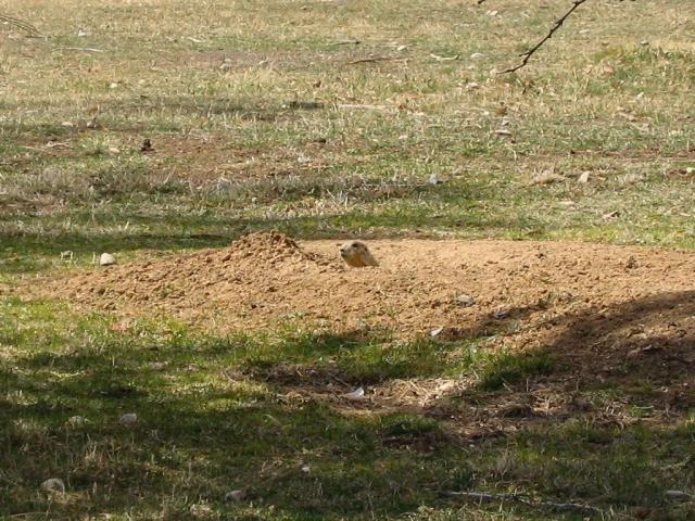 Prarie Dog Barking