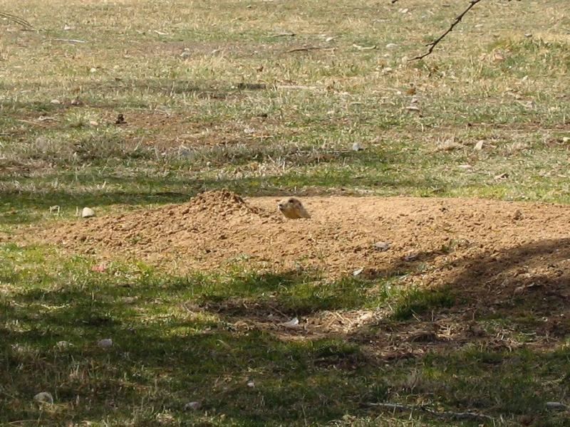 Prarie Dog Barking