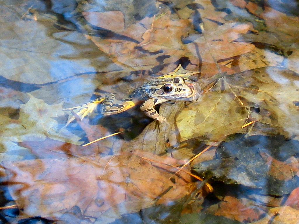 Colorful Frog