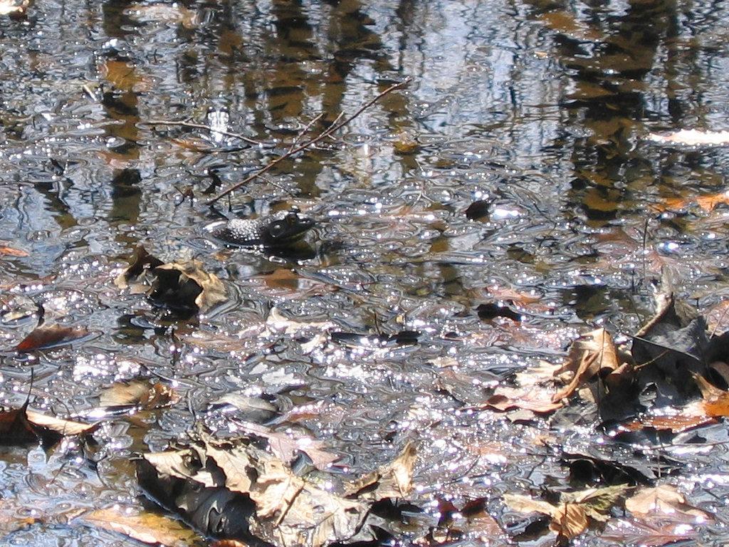 Bullfrog