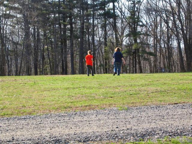 Harvesting Dandelions