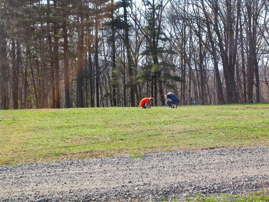 Dandelion Spotted!