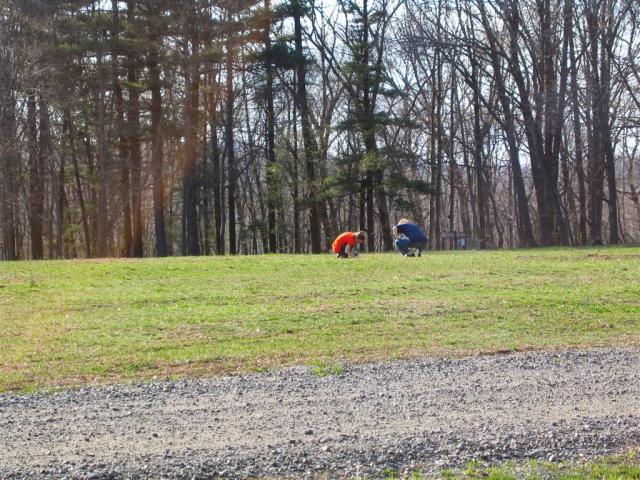 Dandelion Spotted!