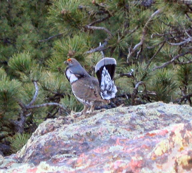Ruffled Grouse